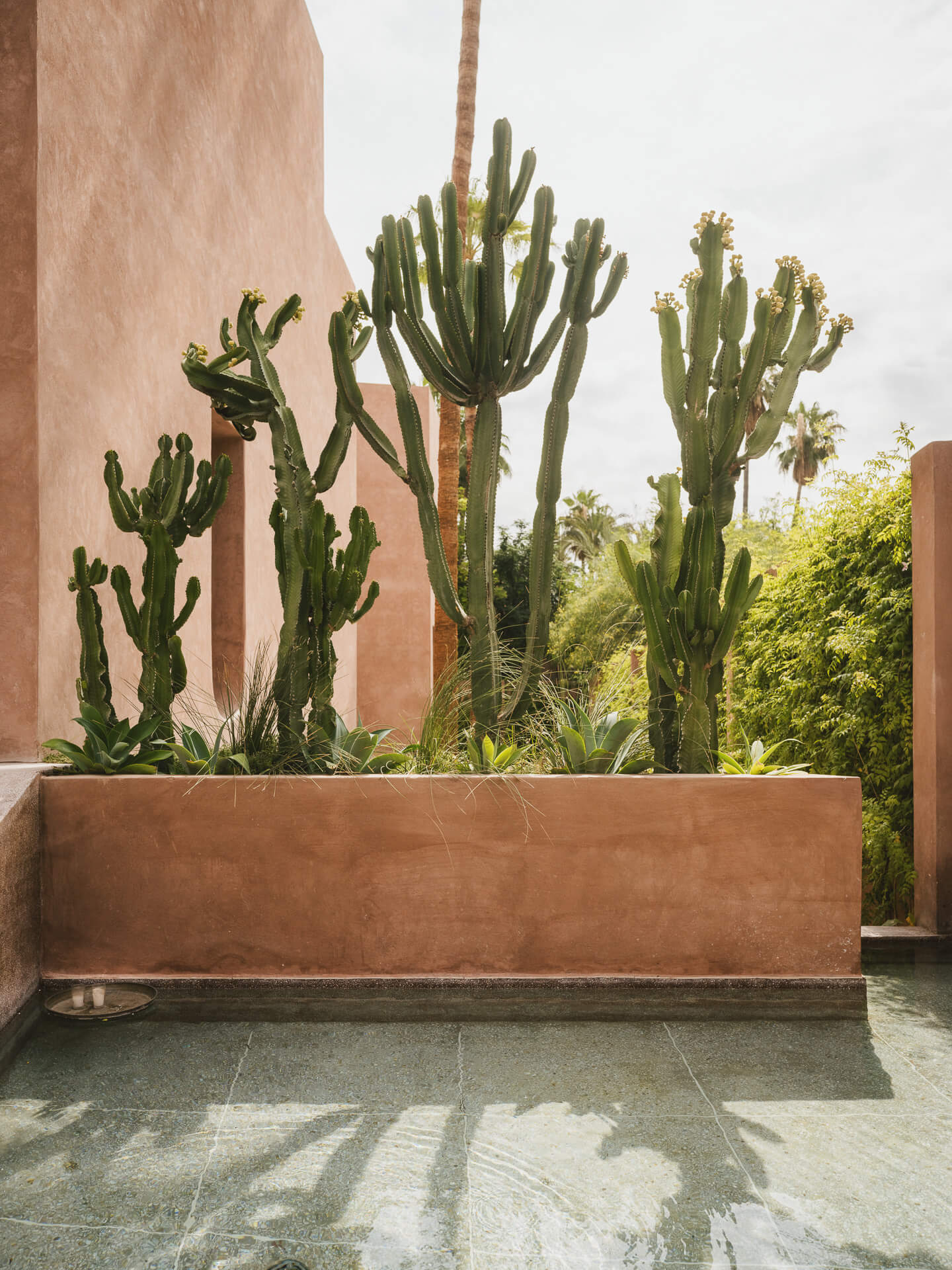 Tall sculptural cacti rising from a pink stucco planter beside a reflective water surface.