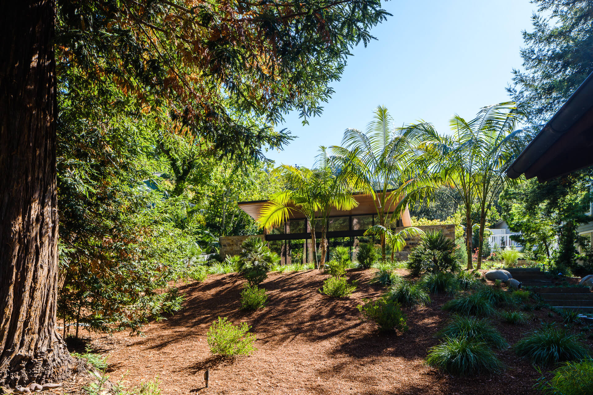 Wooded garden surrounding a modern home with tall trees, palms, and layered landscaping.