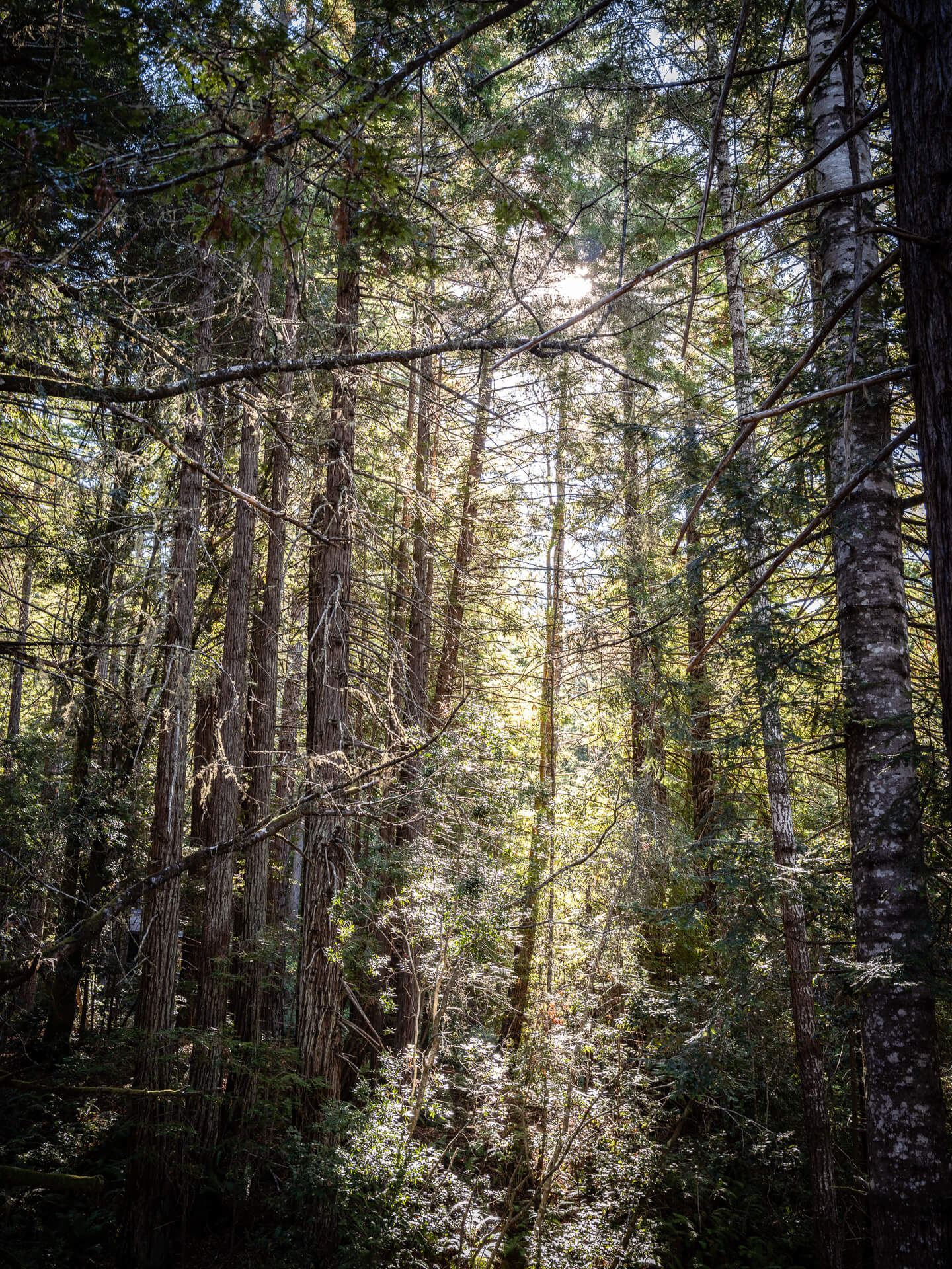 Sunlight filtering through a dense redwood forest surrounding a Sea Ranch home in Northern California.